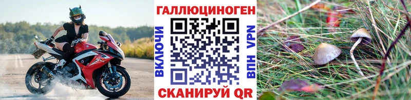 закладки  Невель  Галлюциногенные грибы Psilocybine cubensis 